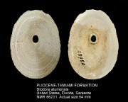 PLIOCENE-TAMIAMI FORMATION Diodora alumensis